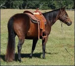 Quelle est cette race ?