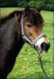 Quelle est cette race ?