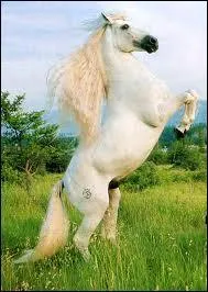 Quelle est cette race ?