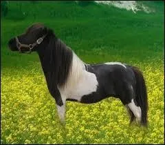 Quelle est cette race ?