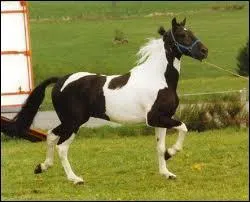 Quelle est cette race ?