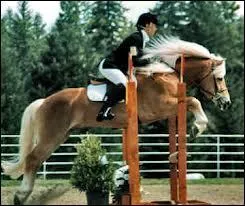 Quelle est cette race ?