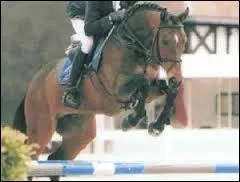 Quelle est cette race ?