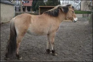 Puis de cette jument ?