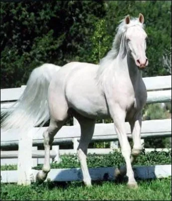 Et de ce beau cheval ?