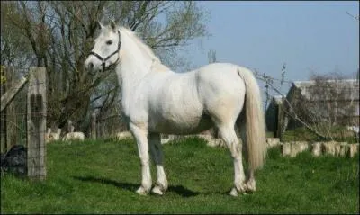 Et de cette 2me jument ?