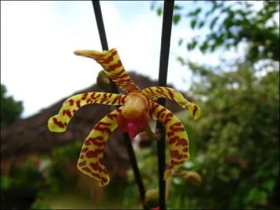 Sur cette question, j'ai dcid de vous faire une fleur, lui en tout cas, il ne peut pas survivre sans elle !