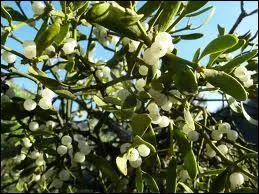 Les fruits donns par les touffes femelles du gui, sont des baies blanches ou jauntres qui furent utilises autrefois, pour fabriquer 