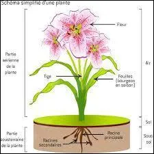 Quel organe de la reproduction des vgtaux suprieurs libre le pollen ?