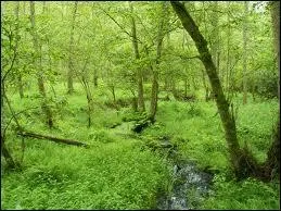 Voici un arbre qui aime les cours d'eau, dont le bois ne pourrit pas dans l'eau. Il est d'ailleurs utilis pour fabriquer les pilotis de Venise, c'est 