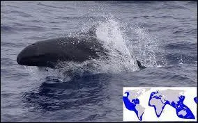 Voici une manire de distinguer aisment un ctac d'un poisson. Observer :