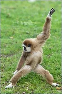 Que veut dire  singer  en anglais ?