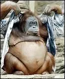 Qu'est-ce qu'un singe en terme populaire et pjoratif ?