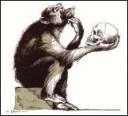 Quel est le singe le plus proche de l'homme dans la classification gnalogique ?