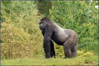 Quelle est la particularit musculaire de l'homme , plus dveloppe par rapport aux autres primates ?