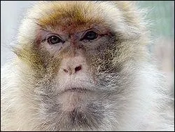 Quel est le nom du seul primate aprs l'homme, vivant  l'tat sauvage en Europe ?