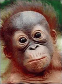 O se trouve la valle des singes en France ?