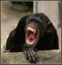 Quel adjectif signifie qui relve du singe en zoologie ?