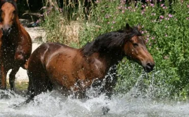 Quiz Galop 2
