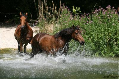 Combien de litres d'eau un cheval boit-il en moyenne par jour ?