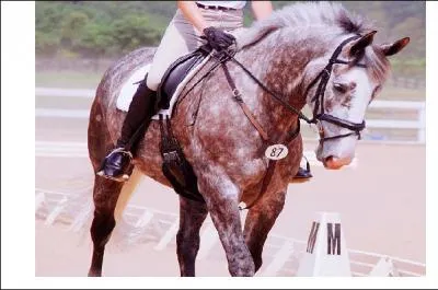 Pour faire avancer votre cheval ou votre poney, vous ...