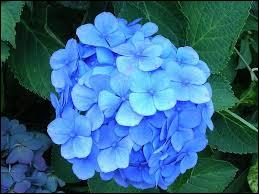 quelle belle fleur