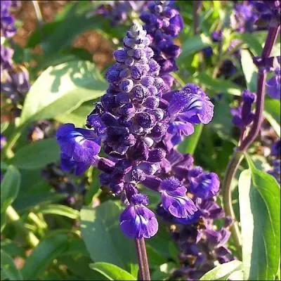 On la voit dans les jardin publics, dans une autre varit le plus souvent en rouge. Quelle est cette fleur d'un bleu profond ?