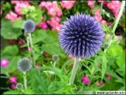 Certes elle est un peu piquante, mais on dirait des bouquets de feux d'artifice d'un si joli bleu. C'est le chardon bleu qu'on appelle aussi... ?