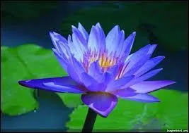 Il serait difficile de ne pas reconnatre cette belle fleur dans sa teinte bleu, car elle est dj fort clbre...