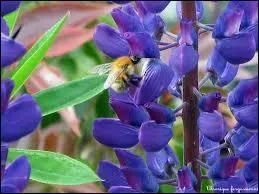 Cette haute fleur absolument ravissante orne de bien des couleurs le jardin. La voici en bleu, c'est ?