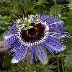 Les belles grimpantes sont dcidment fort bleues. En voici une autre, offrant comme un soleil bleu. C'est ?