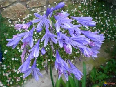 Ce vritable bouquet de clochettes bleues qui ornent de hautes tiges a un nom qui signifie en grec Amour de fleur ! Quelle est cette fleur ?