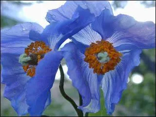 Ces superbes fleurs bleues portent un nom indiquant qu'elles viennent de l'Himalaya. Ce sont ?