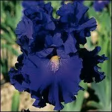 Bien sr, on connat ces belles fleurs qui sont le plus souvent en bleu et mauve, ce sont les iris. Voici une teinte de bleu sombre superbe et moins commune, qui se nomme... ?