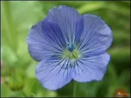 Ce bleu dlicat de cette belle fleur est celui de la fleur de... ?