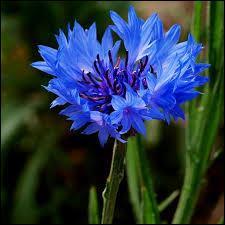 Cette fleur bleue aux ptales savamment dcoups en V est la fleur bleue la plus connue puisqu'elle se nomme bleuet. Mais elle porte aussi un autre nom, qui est ?