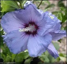 Le bleu lgrement mauve de cette belle fleur voque l'exotisme. Quel nom porte-t-elle ?