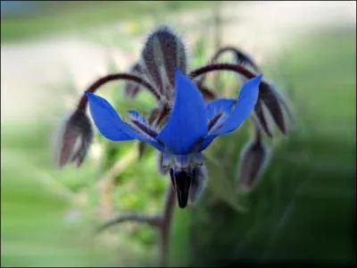 Cette belle et bonne fleur d'un bleu soutenu orne les champs de nos montagnes notamment. C'est ?