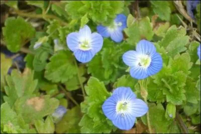 La jolie toute petite fleur des bords de chemin, juste  la taille de la main des petits enfants qui en font des bouquets, d'un joli bleu clair, c'est ?