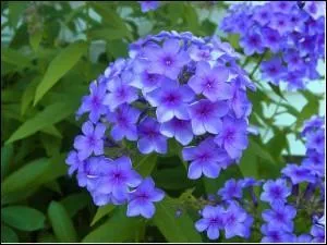 Encore une belle et haute fleur des jardins que celle-ci d'un joli bleu de porcelaine. Quel est son nom ?