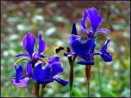 Encore un bleu splendide pour ces fleurs qui sont... ?