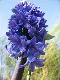 Un bleu odorant pour cette belle plante qui forme des grappes ares quand elle est sauvage et trs serres quand elle est cultive. Quel nom porte-t-elle ?