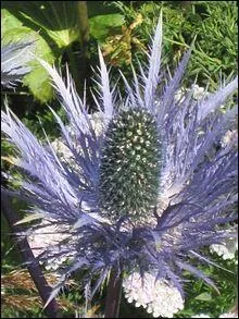 Ce beau chardon d'un joli bleu, appel aussi panicaut bleu, est une plante rare interdite  la cueillette. C'est le chardon bleu... ?