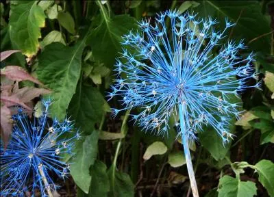 Pour le plaisir des yeux, une autre varit de la plante de la question 12, ici dans une inflorescence ressemblant  un feu d'artifice. Cette plante est classe dans la mme famille que... ?