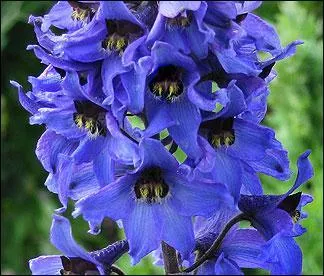Ces hautes fleurs marient les teintes allant du blanc au mauve, mais c'est en bleu qu'elles sont les plus belles. Ce sont les pieds d'alouette ou encore... ?