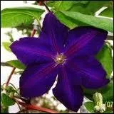 Celle-ci aussi bleue que les mers profondes est une grimpante. A votre avis, il s'agit... ?