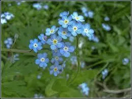 Les anglais et les allemands appellent celle-ci  Ne m'oubliez pas , tandis que nous, nous nommons ces jolies petites fleurs comme une certaine naade de l'Antiquit... ?