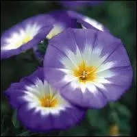 Celle-ci est aussi une jolie grimpante, au bleu extraordinaire. C'est ?