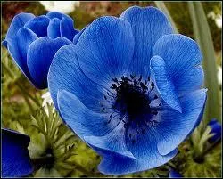 Cette trs belle fleur, dont les couleurs sont toujours trs vives, y compris en bleu, est ?