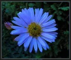 Cette jolie petite marguerite bleue au coeur jaune est... ?